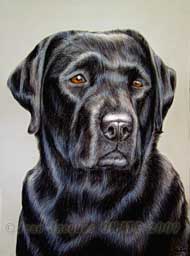 Dessin de Jessie, portrait d'animal de compagnie ralis aux crayons